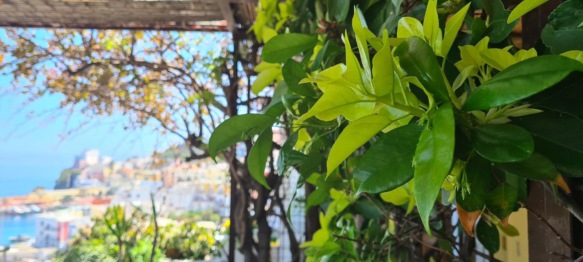 La Limonaia A Mare Hotel Ponza Kültér fotó